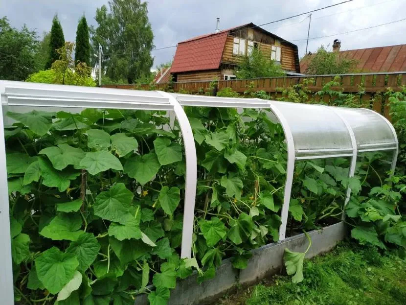 Ogórek z plastikową ramką