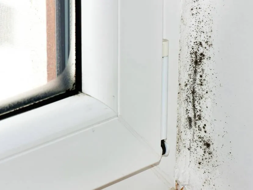 Ze względu na stałą wilgoć w pobliżu okna pojawia się pleśń, która jest niebezpieczna dla zdrowia.