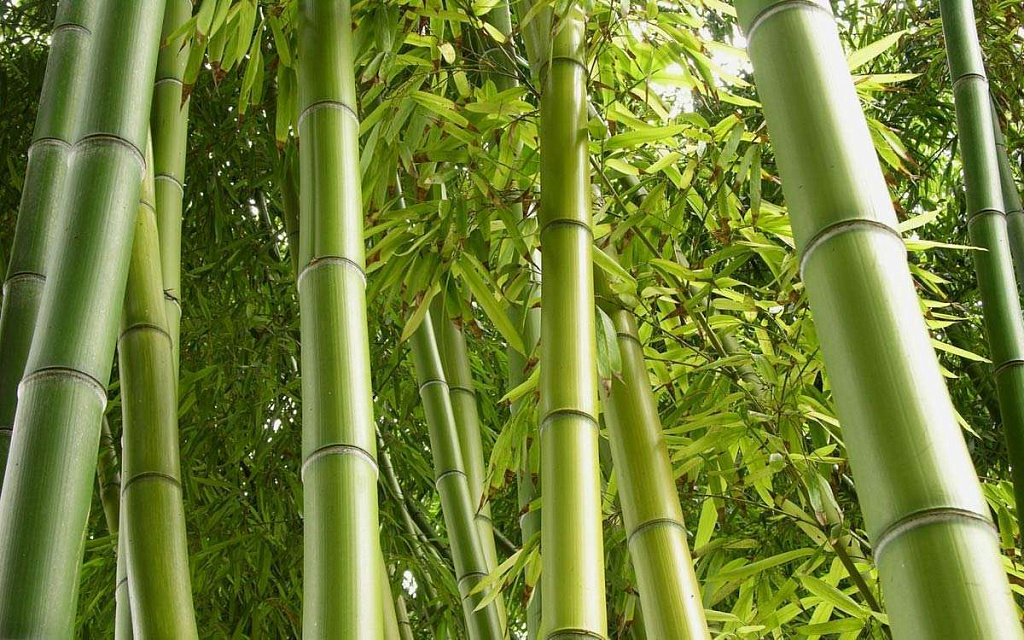 Różne sposoby wykorzystania bambusa we wnętrzu