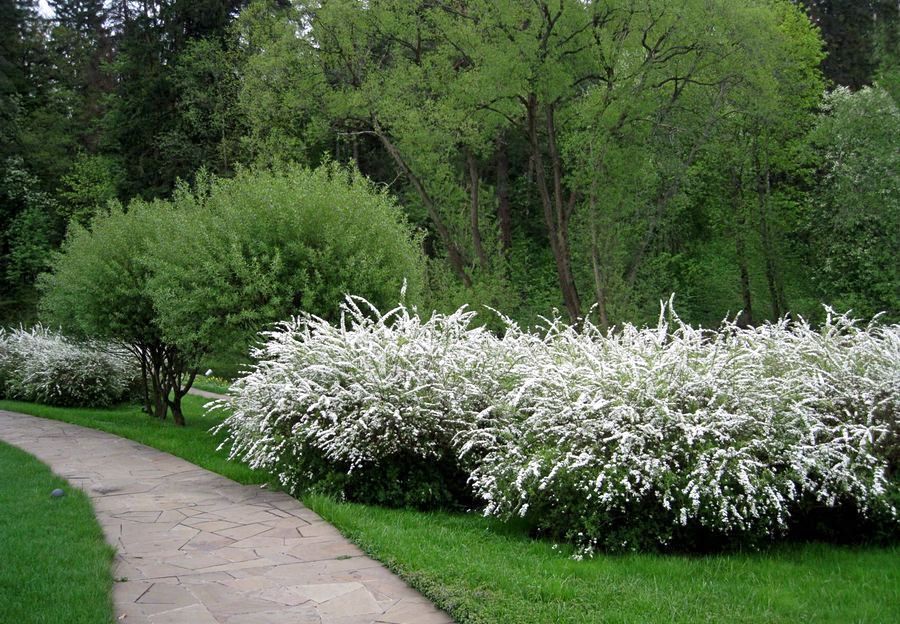 Spiraea grey w projektowaniu krajobrazu: sadzenie i pielęgnacja