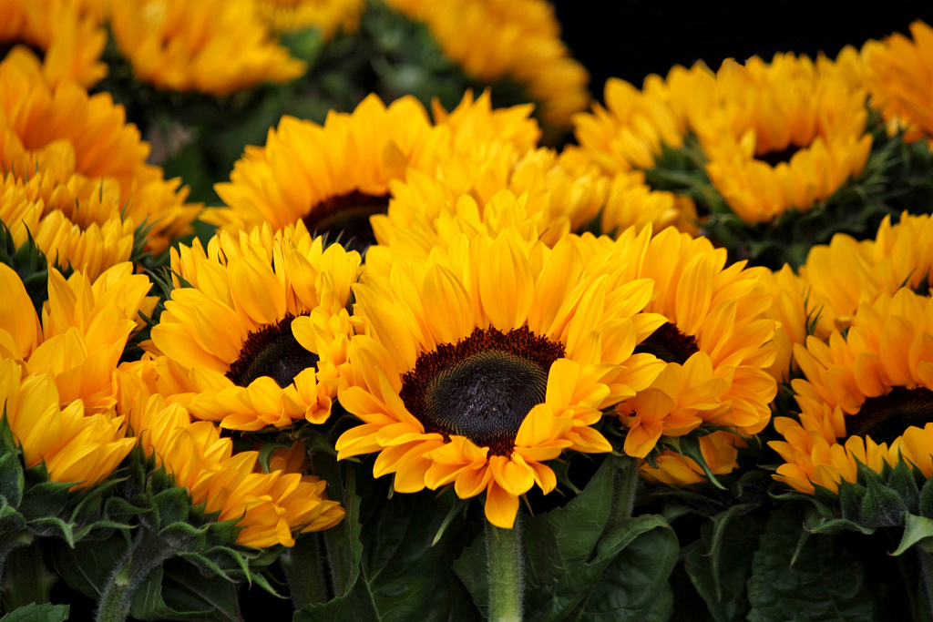 Декоративний соняшник – сонячні квіти на садовій ділянці