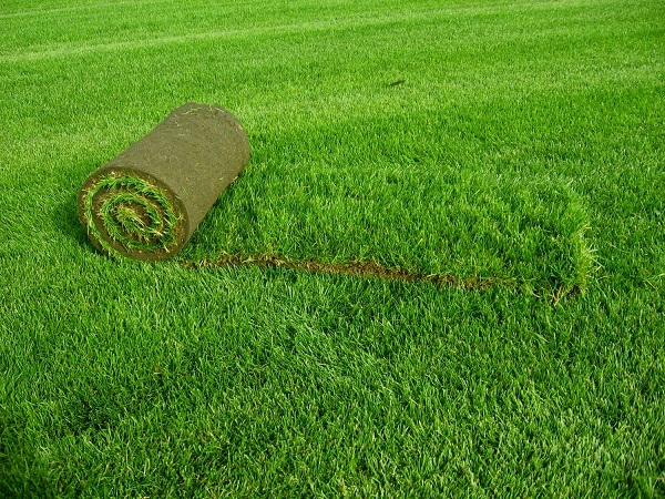 Stworzenie pięknego trawnika i kompetentna pielęgnacja