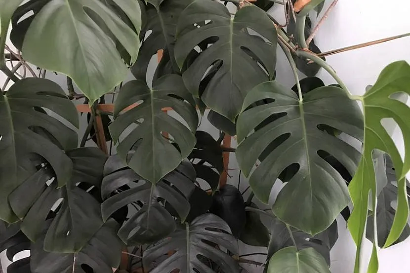 Kręcone monstera