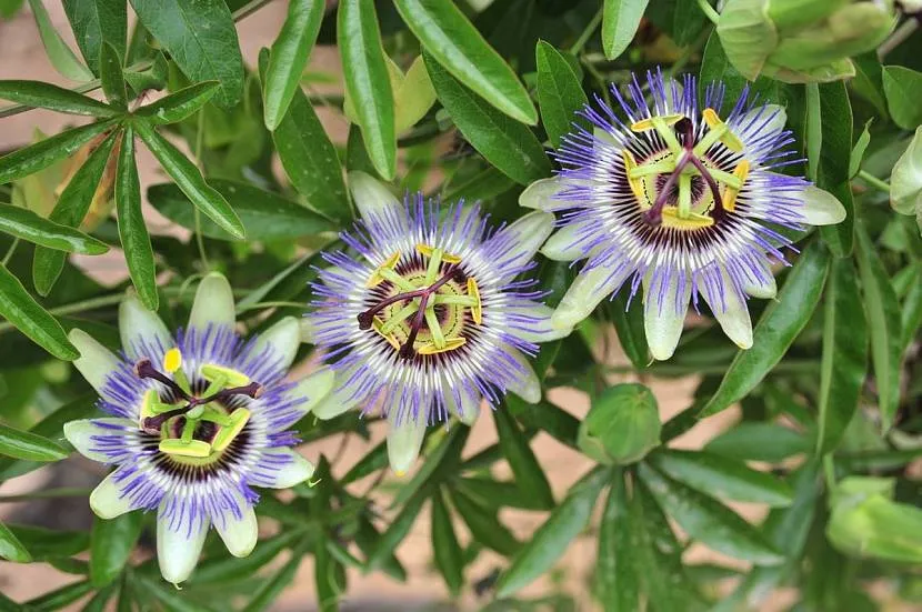 Passiflora pnąca kwiaty