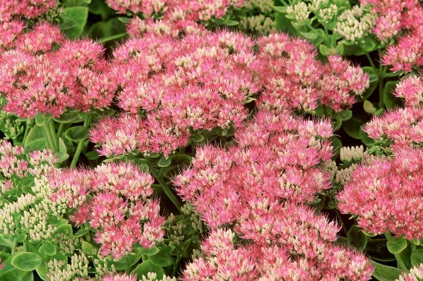 sedum