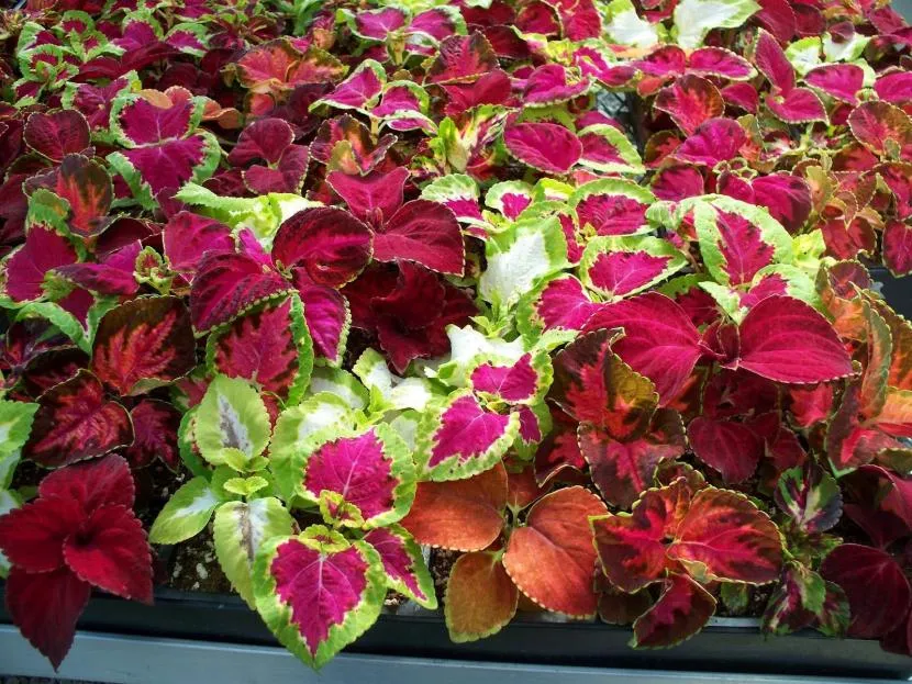 Coleus