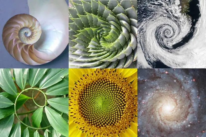 Złota spirala w przyrodzie ożywionej i nieożywionej