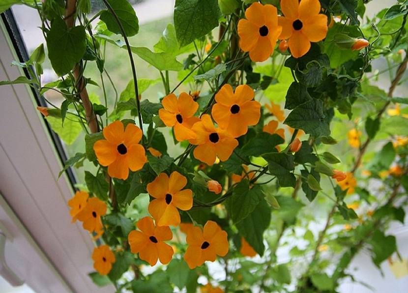 Thunbergia wygląda świetnie