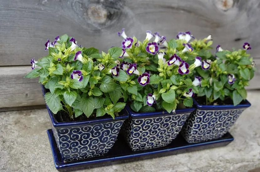 Torenia w ozdobnych doniczkach