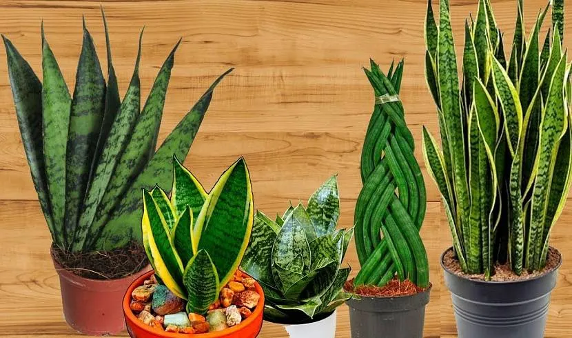 Rodzaje sansevieria