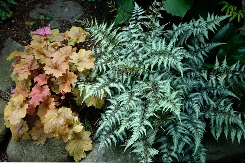 Heuchera z paprociami