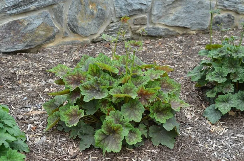 Heuchera amerykańska