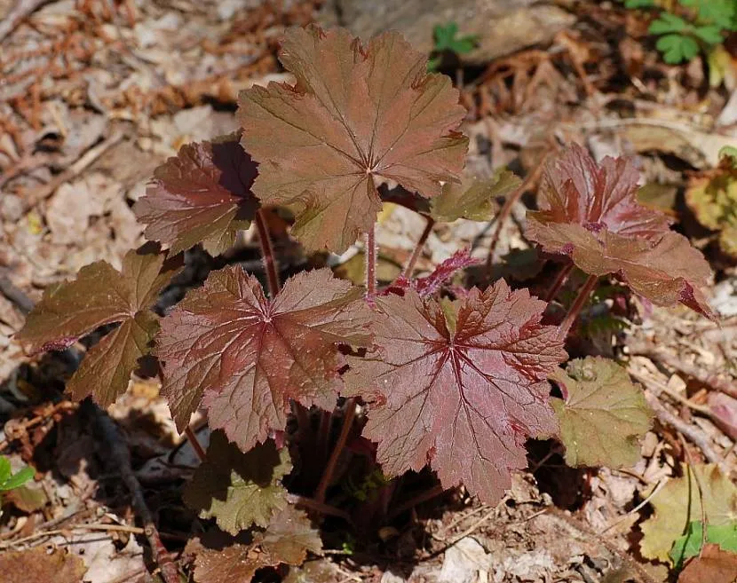 Unikalne piękno owłosionej Heuchera