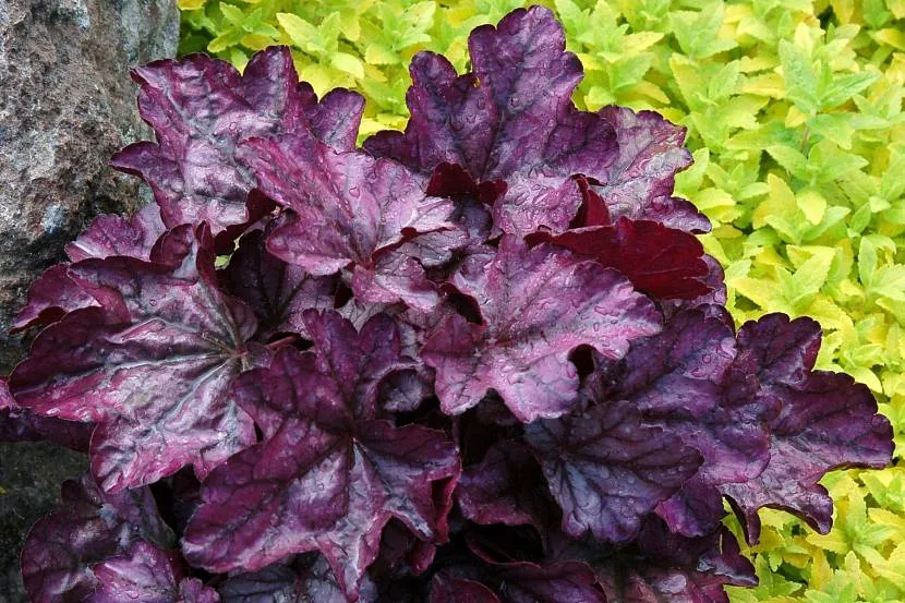 Doskonała hybryda Heuchera