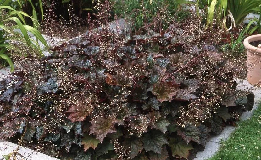 Fantazyjny Agrest Heuchera