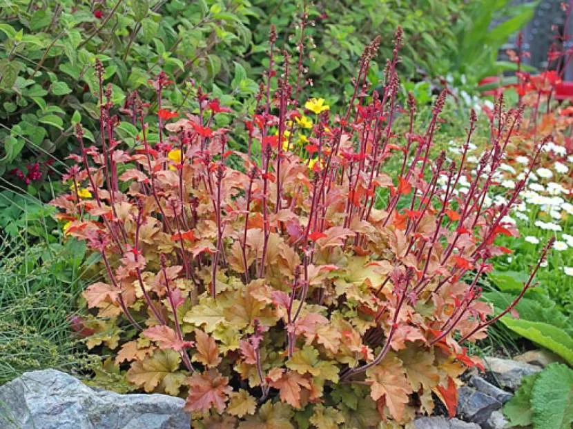 Marmolada hybrydowa Heuchera