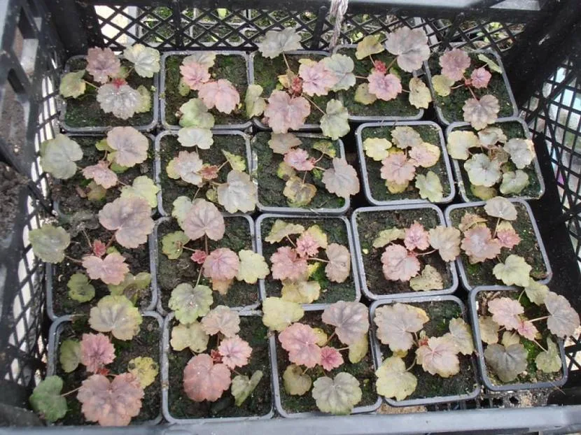 Heuchera gotowa do sadzenia