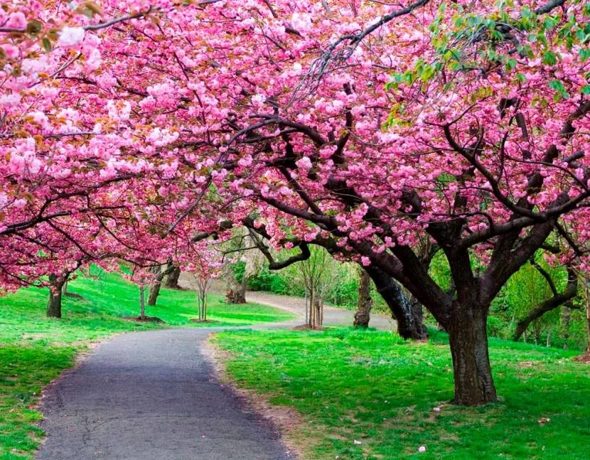 różowa sakura