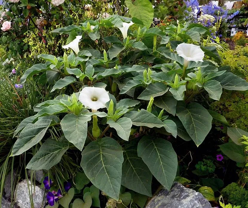 Datura (datura) - częsty mieszkaniec ogrodów frontowych