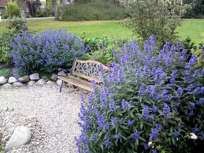 Sferyczny caryopteris