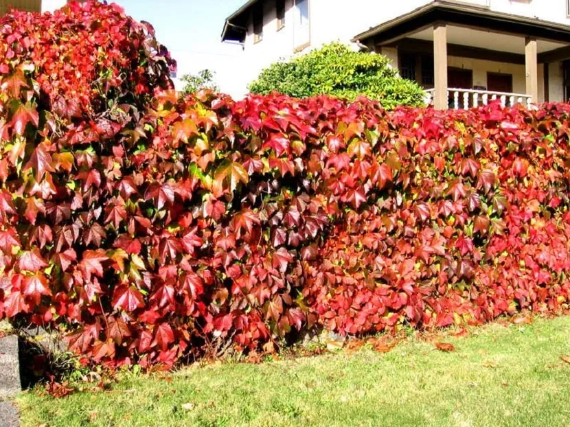 Jesienna kolorystyka parthenocissus