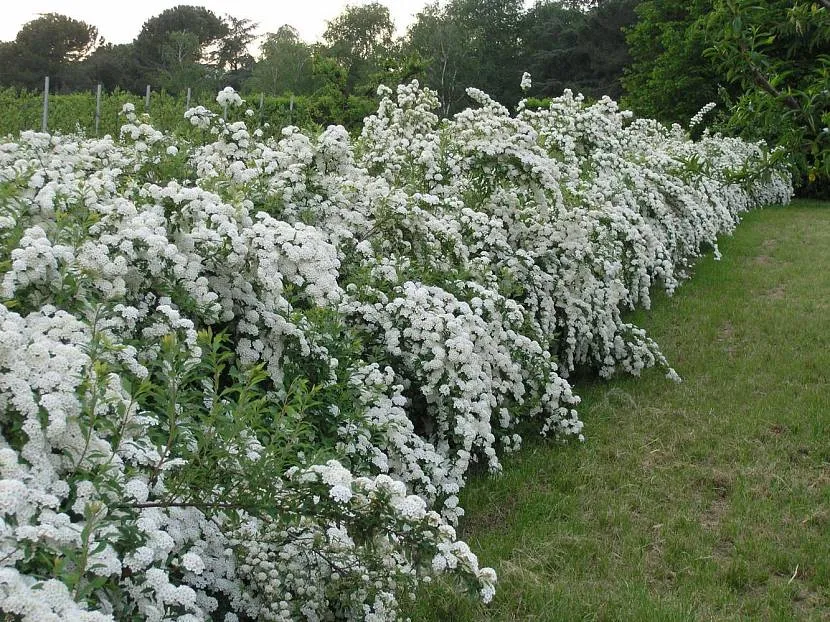 kwitnąca spirea