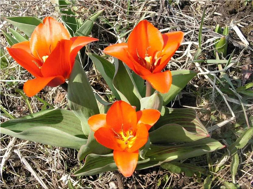 Skromny Tulip Szary