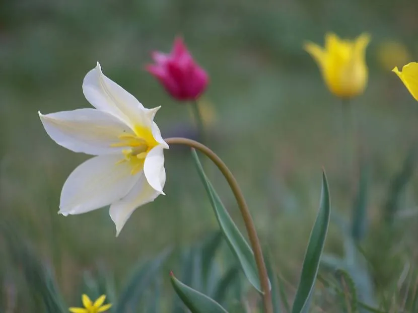 Wielokolorowe tulipany Schrenk