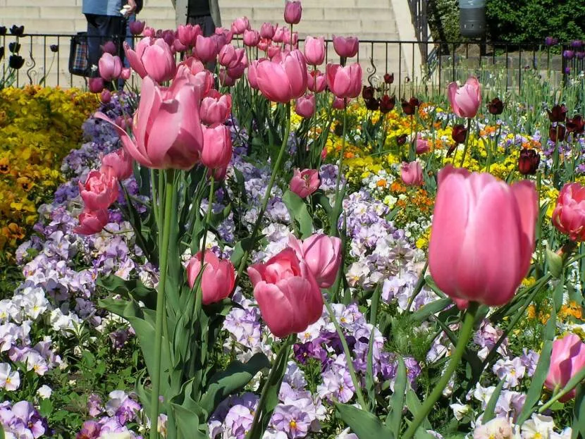 Tulipany obok bratków