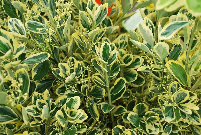 Buxus Aureavariaegata na początku kwitnienia