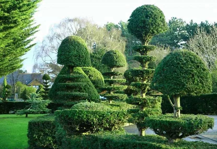 Sztuka topiary jest integralną częścią nowoczesnego ogrodu w regularnym stylu