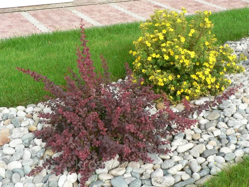 Potentilla i berberys