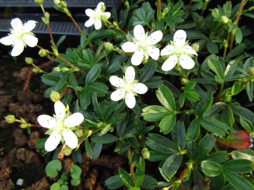 Potentilla trójzębny (Grenlandia)