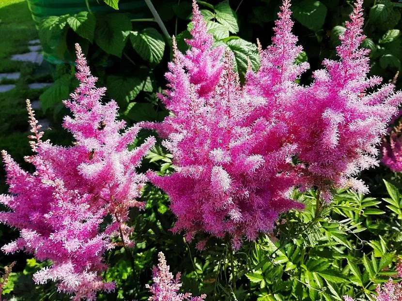 Naga lub gładka astilbe