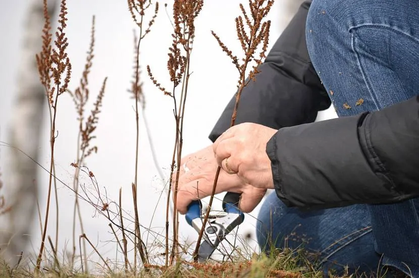 Cięcie pędów Astilby jesienią