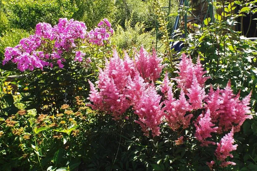 Połączenie astilbe i floksu w klombie