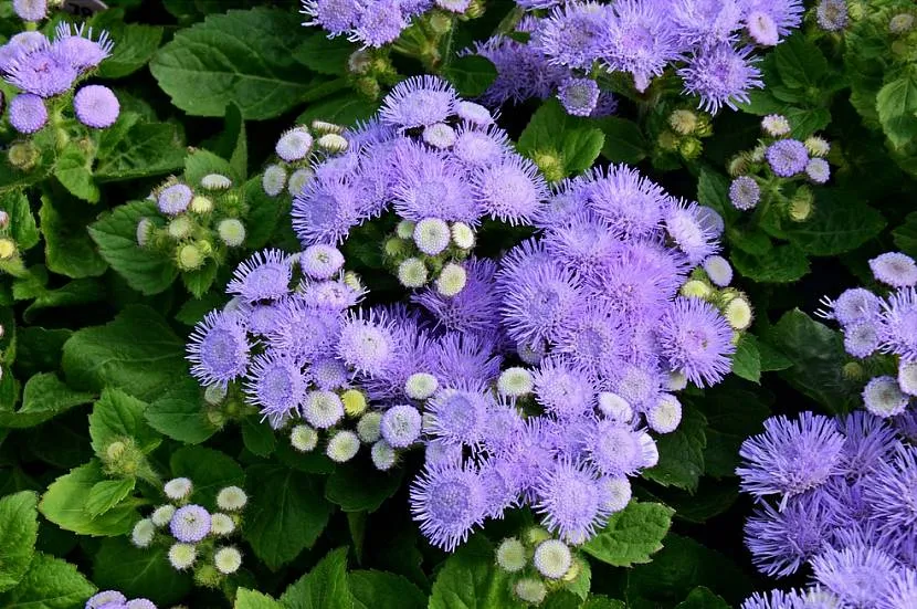 Jak kwitnie ageratum?