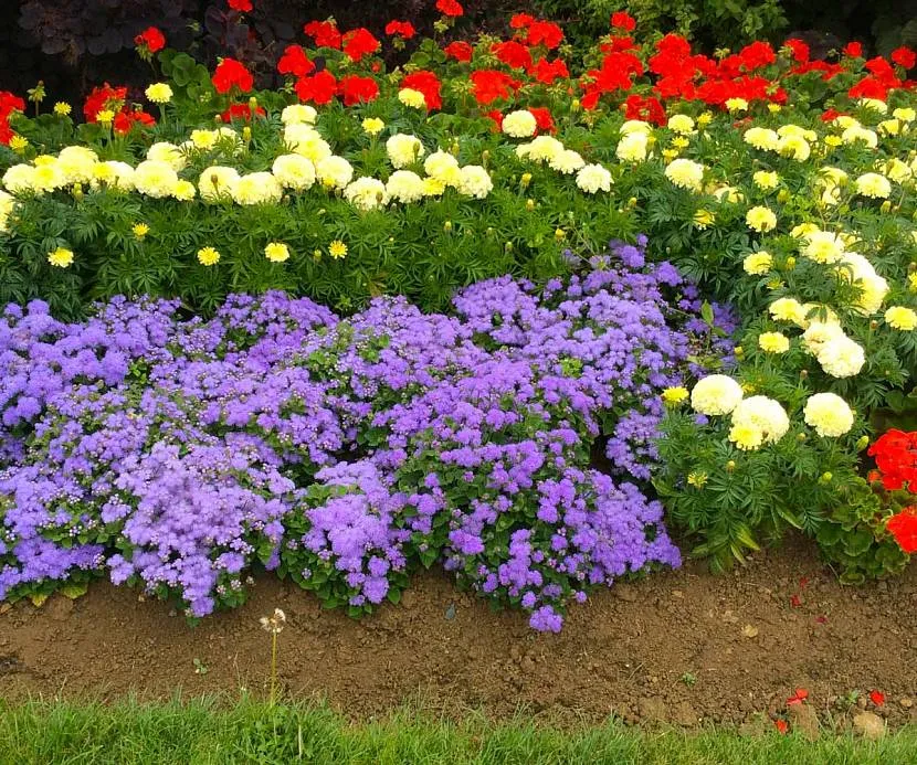 Sąsiedztwo ageratum z innymi rocznymi kwiatami