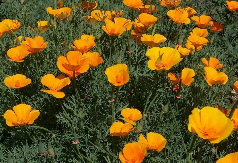 Dekoracja podwórka Eschscholzia