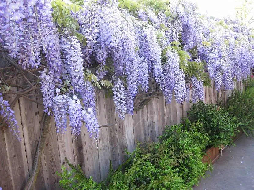 Wisteria wzdłuż drewnianego ogrodzenia z fioletowymi kwiatostanami