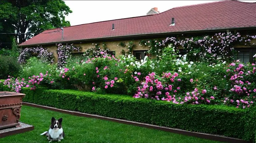 Żywopłot roślin w ich letnim domku