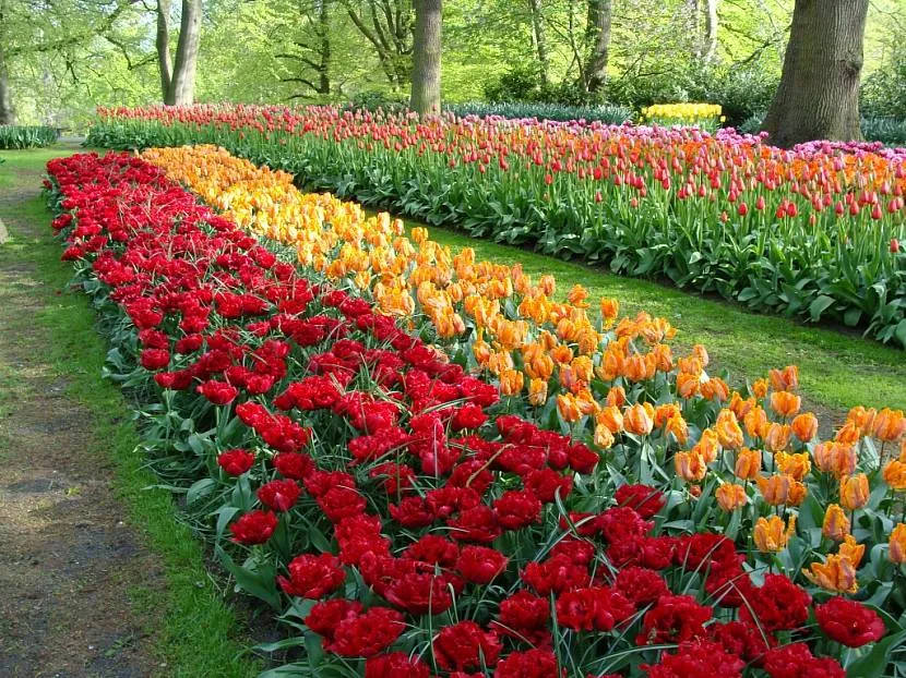 Rabatka w parku Keukenhof (Holandia)