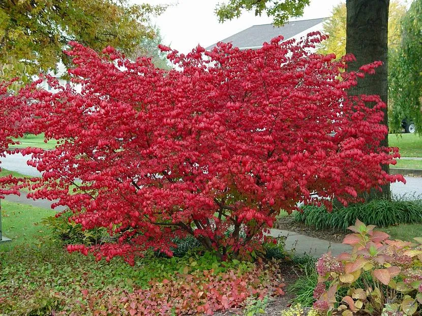 Euonymus jesienią