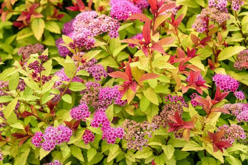 Spirea japońska