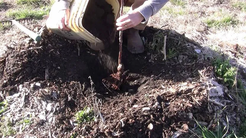 При посадці кизильника намагаються не пошкодити його коріння