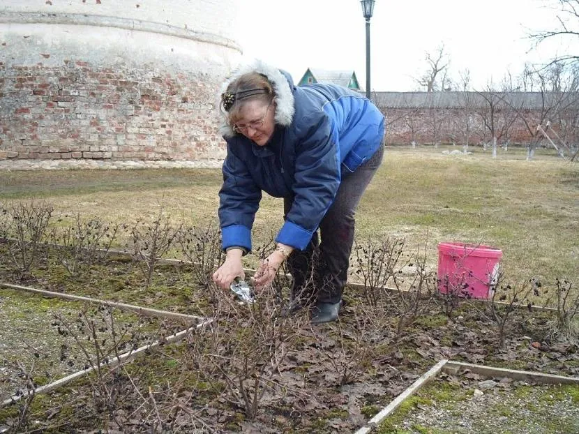 Wiosną przycina się wszystkie złamane i zmarznięte gałęzie, latem pędy mocno odstające od korony