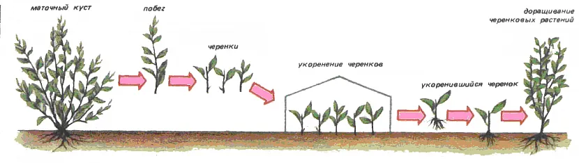 Живці допустимо садити відразу в незахищений грунт або спочатку розмістити в теплиці