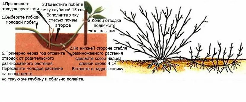 Бажано втечу зафіксувати дротом