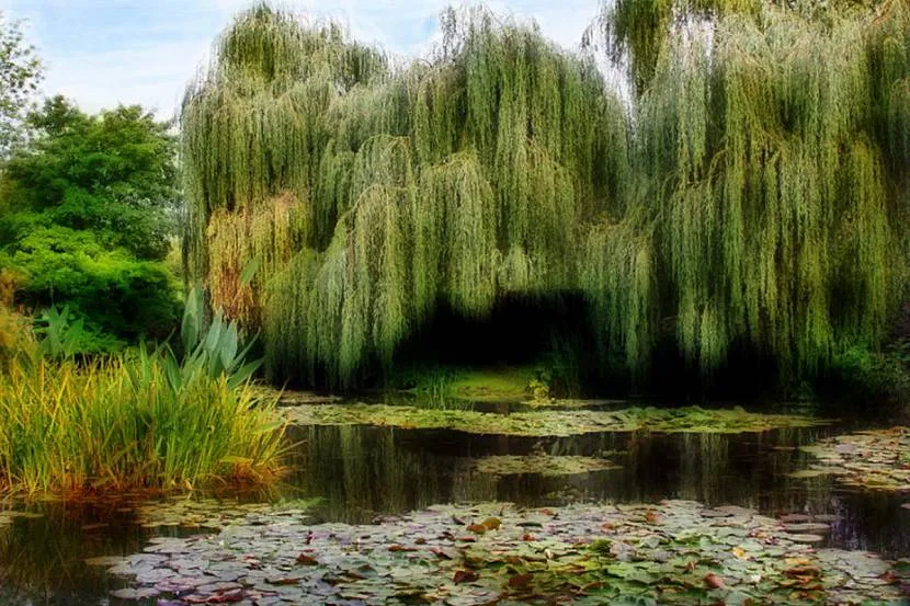 Коренева система дерева зміцнює береги природних та штучних водойм.