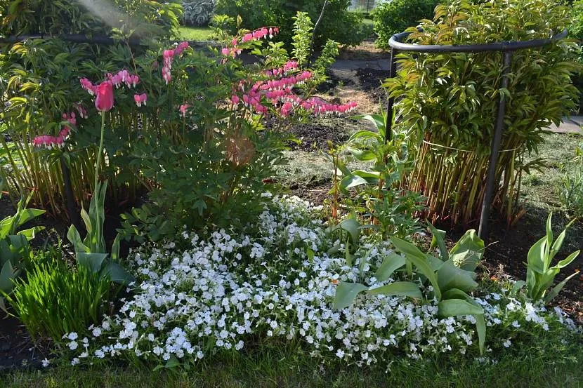 Klomb z floksem, dicentrą i tulipanami w cieniu